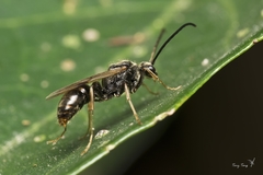 Ponerinae