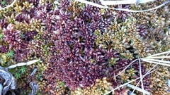 Sphagnum medium
