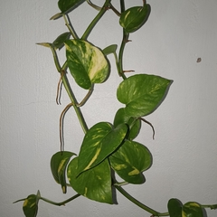 Epipremnum aureum