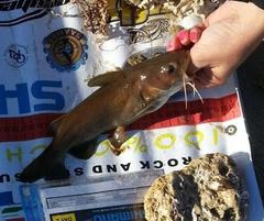 Black Sea Catfish photo 4
