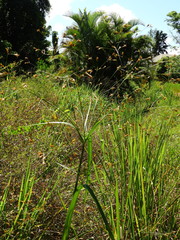 Rhynchospora trispicata