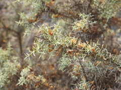 Ulex argenteus argenteus