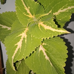 Coleus scutellarioides