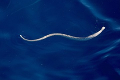 Hydrophis ocellatus