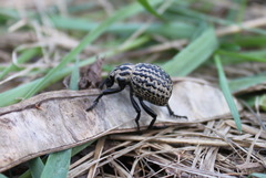 Brachycerus sinuatus