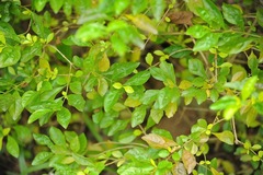 Duranta serratifolia