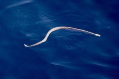 Hydrophis ocellatus