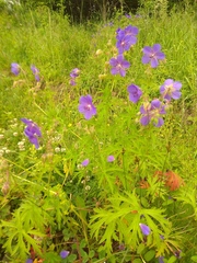 Geranium sergievskajae