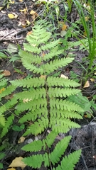 Thelypteris palustris palustris