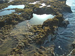 Antennablennius bifilum