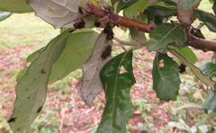 Rhipicephalus maculatus