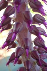 Lachenalia violacea