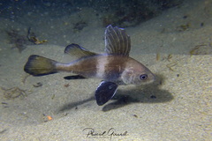 Brown Meagre photo 4