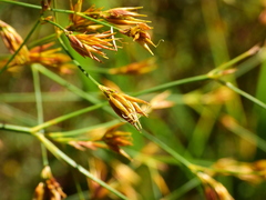 Rhynchospora trispicata
