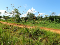 Rhynchospora trispicata