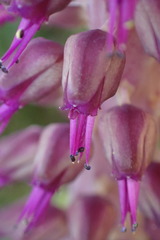 Lachenalia violacea