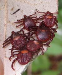 Rhipicephalus maculatus