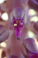Lachenalia violacea