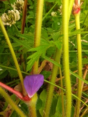 Geranium sergievskajae