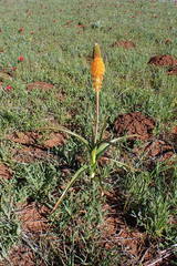 Bulbinella latifolia doleritica