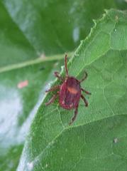 Rhipicephalus maculatus