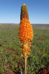 Bulbinella latifolia doleritica