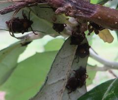 Rhipicephalus maculatus