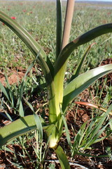 Bulbinella latifolia doleritica