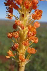 Bulbinella latifolia doleritica