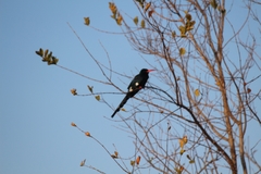 Phoeniculus purpureus marwitzi