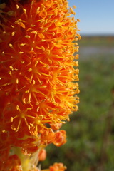 Bulbinella latifolia doleritica