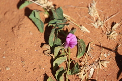 Ipomoea muelleri