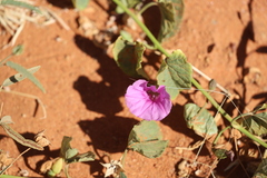 Ipomoea muelleri