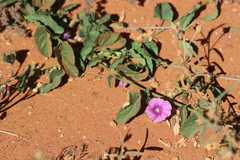 Ipomoea muelleri