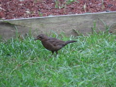 Turdus merula azorensis