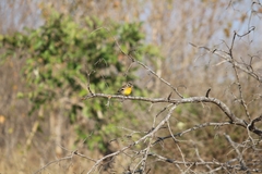 Emberiza flaviventris kalaharica