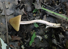 Entoloma flavoviride
