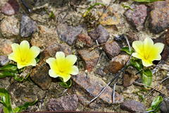 Moraea luteoalba