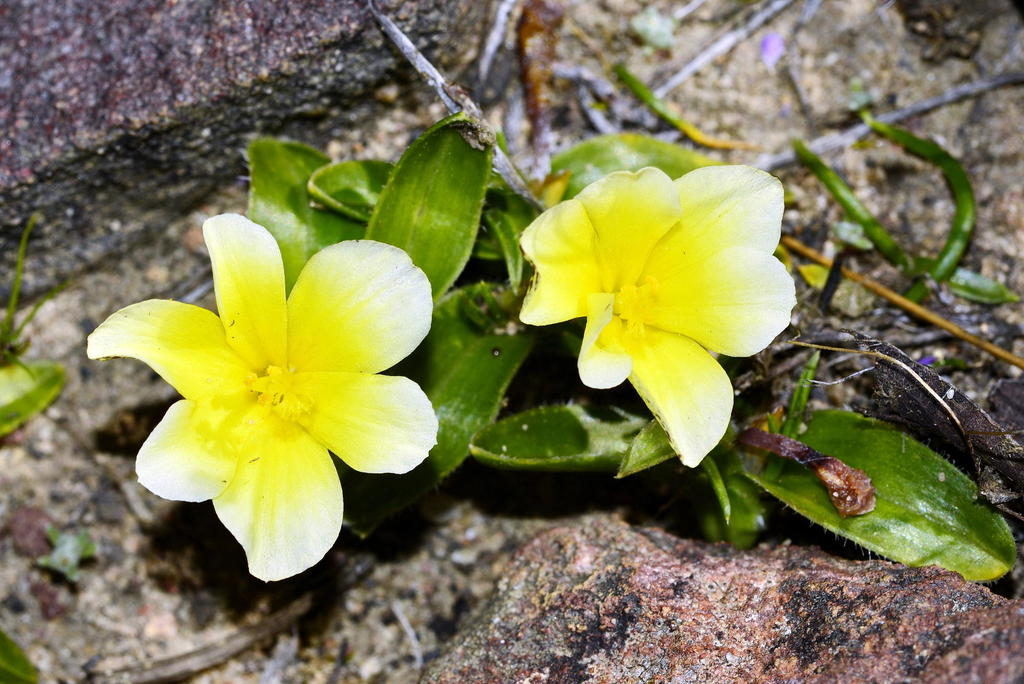 Whiterim Clockflower