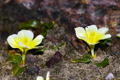 Moraea luteoalba