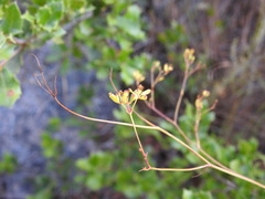 Bupleurum rigidum paniculatum