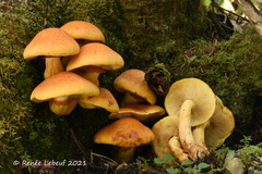 Gymnopilus voitkii