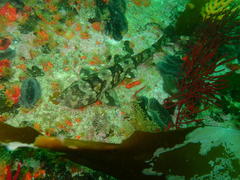 Haploblepharus pictus