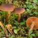 Cortinarius pellstonianus - Photo (c) rlebeuf, some rights reserved (CC BY-NC), uploaded by rlebeuf