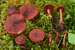 Cortinarius sanguineus