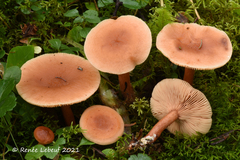 Lactarius tabidus