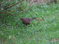 Turdus merula azorensis