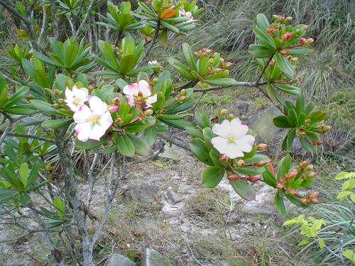 Bonnetia stricta (Bonnetia stricta)