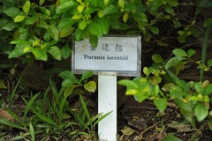 Duranta serratifolia