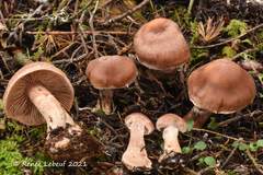Cortinarius aptecohaerens